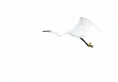 kleine zilverreiger high key.jpg