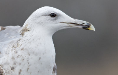 Pontische meeuw tweede winterkleed kop portret.jpg