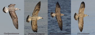 First winter Yellow legged gull, Caspian gull, Lesser black backed gull and Herring gull
