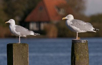 Pontische meeuw met Zilvermeeuw adulten.jpg