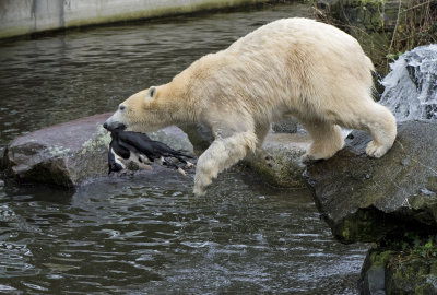 Polar bear with a dead cat in Emmen zoo. IJsbeer vindt en speelt met dode kat in dierentuin Emmen.