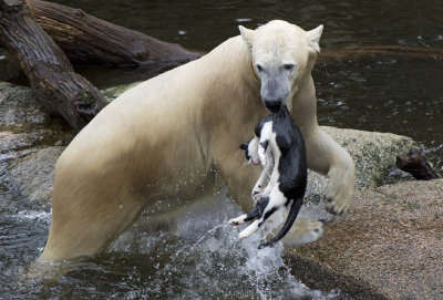 Polar bear with a dead cat in Emmen zoo. IJsbeer vindt en speelt met dode kat in dierentuin Emmen 2