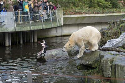 Polar bear with a dead cat in Emmen zoo. IJsbeer vindt en speelt met dode kat in dierentuin Emmen 4