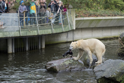 Polar bear with a dead cat in Emmen zoo. IJsbeer vindt en speelt met dode kat in dierentuin Emmen 5