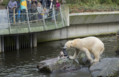 Polar bear with a dead cat in Emmen zoo. IJsbeer vindt en speelt met dode kat in dierentuin Emmen 6