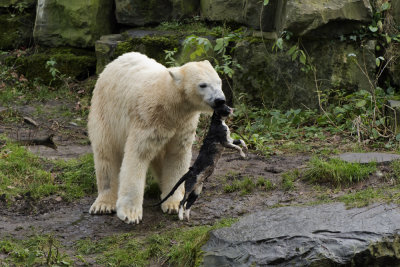 Polar bear with a dead cat in Emmen zoo. IJsbeer vindt en speelt met dode kat in dierentuin Emmen 7