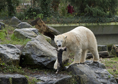 Polar bear with a dead cat in Emmen zoo. IJsbeer vindt en speelt met dode kat in dierentuin Emmen 8