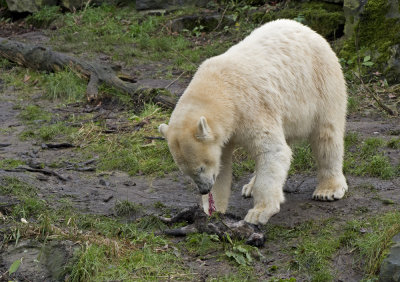 Polar bear with a dead cat in Emmen zoo. IJsbeer vindt en speelt met dode kat in dierentuin Emmen 9