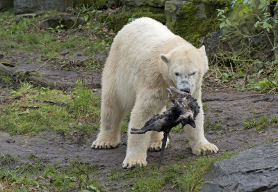 Polar bear with a dead cat in Emmen zoo. IJsbeer vindt en speelt met dode kat in dierentuin Emmen 10