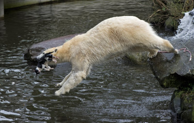 Polar bear with a dead cat in Emmen zoo. IJsbeer vindt en speelt met dode kat in dierentuin Emmen 11