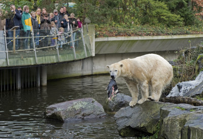 Polar bear with a dead cat in Emmen zoo. IJsbeer vindt en speelt met dode kat in dierentuin Emmen 12