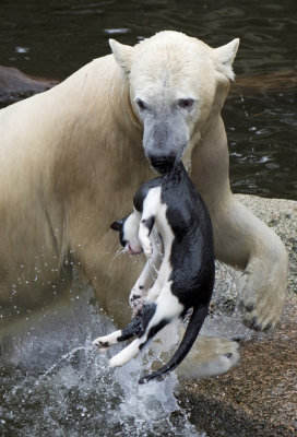ijsbeer met kat-polar bear with cat.jpg