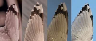 Four hands of Caspian Gulls. Note difference in individual paterns.