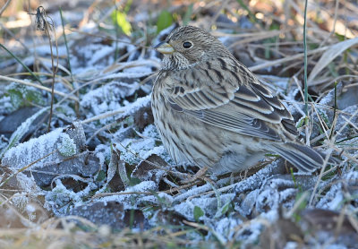 Grauwe-gors-polen-2015-december-winter.jpg