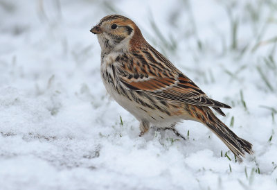 IJsgors in de sneeuw 2016 1.jpg