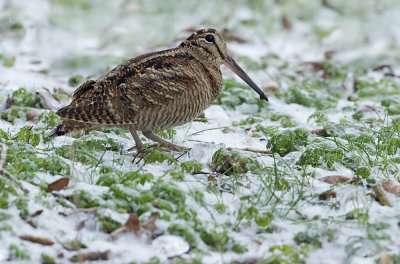 Houtsnip sneeuw 1 2016.jpg