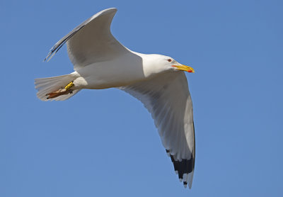 Caspian gull pontische meeuw geel PDUS Yellow PDUS.jpg