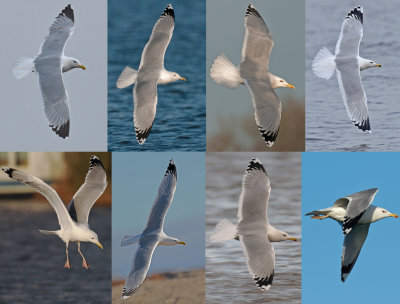 8 adulten bovenzijde pontische meeuwen Caspian gull adult.jpg