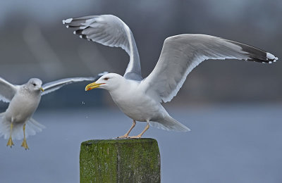 Pontische-meeuw-adult-nr-2-grou-jan-2016 adult nr 2