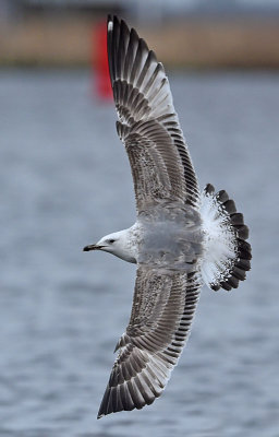 Pontsiche meeuw tweede winter  jan-2016-Grou nr 6