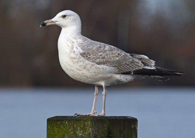 Pontische meeuw tweede winter nr 7 staand.jpg