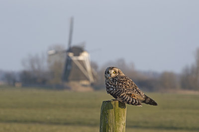 Velduil met molen in Nederland.jpg