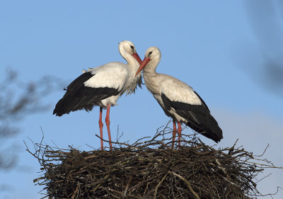 Ooievaar balts op het nest maart 2016.jpg