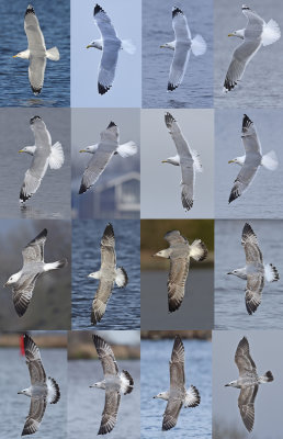 Caspian gull grou 2016 16 different birds Pontische meeuwen 16 vogels.jpg
