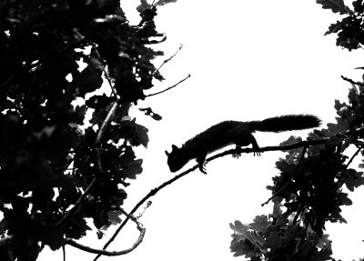 eekhoorn in zwart wit.jpg