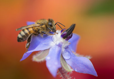 bij in de tuin op bernagie.jpg