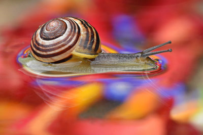 slak in kleur snail in color Gastropoda.jpg