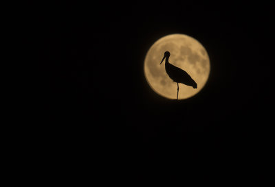 ooievaar staat in de maan moon white stork.jpg