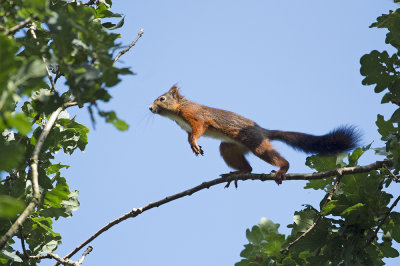 Red Squirell