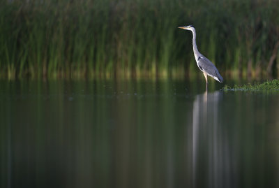 blauwe reiger in de avondzon.jpg