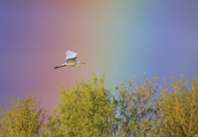 Grote Zilverreiger vliegt door een regenboog.jpg
