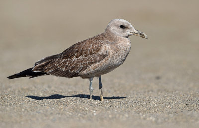 audouins meeuw Ichthyaetus audouinii audouins gull first winter nr 2.jpg