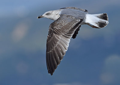 Geelpootmeeuw Yellow-legged gull second winter nov Malaga 1.jpg