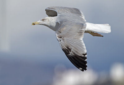Geelpootmeeuw Yellow-legged gull third winter nov Malaga 1.jpg
