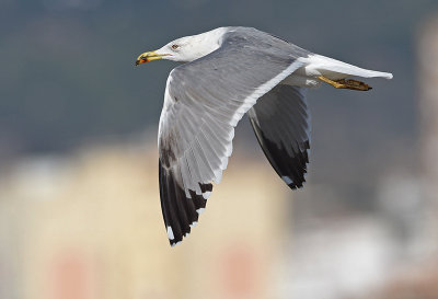 Geelpootmeeuw Yellow-legged gull fourth winter nov Malaga 1.jpg