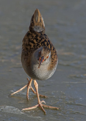 waterral lauwersmeer 2.jpg