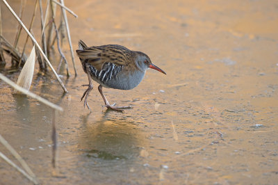 waterral lauwersmeer 3.jpg