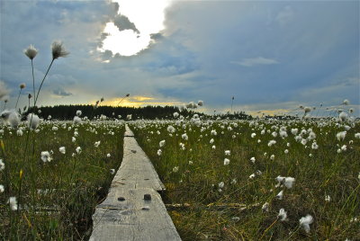 Flowering cottongrass on Reposuo marshland