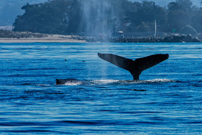 Whale Watching from Moss Landing, CA