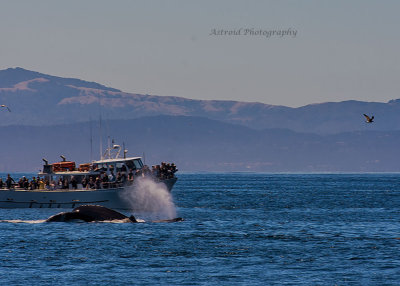 Whale Watching from Moss Landing, CA