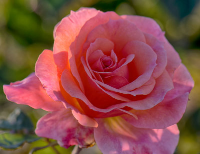 Roses