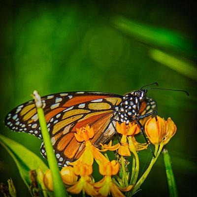Monarch Butterfly 2016