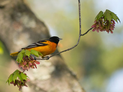 Baltimore Oriole