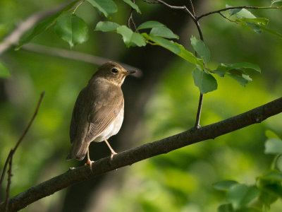 Swainson's Thrush (Garret Mtn, NJ)