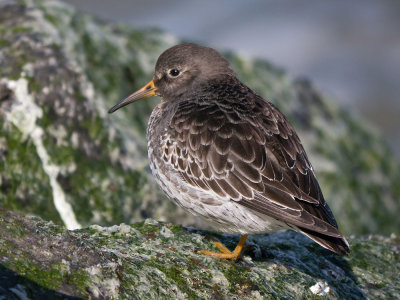Purple Sandpiper
