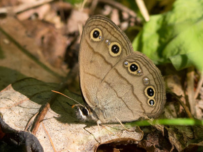 Little Wood Satyr with fresh silvering